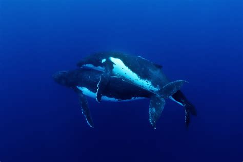 Humpback Whale Mating, Jason Edwards | Whale pictures, Humpback whale, Whale