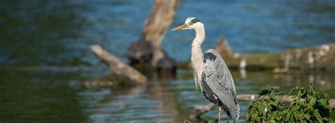 Advice for Bird Watching | Coombe Abbey Country Park