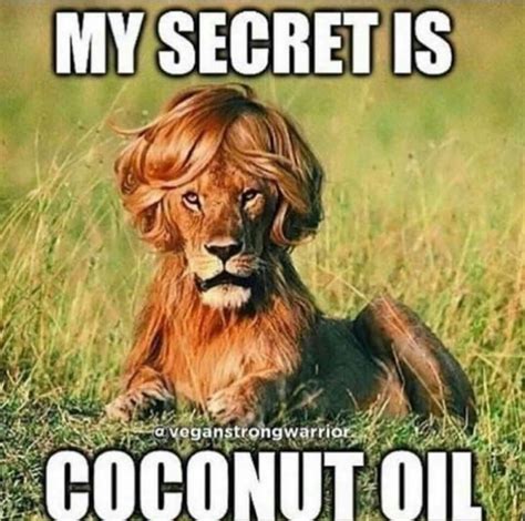 My secret is coconut oil #lion #humor #hairdo | Lion memes, Funny lion ...