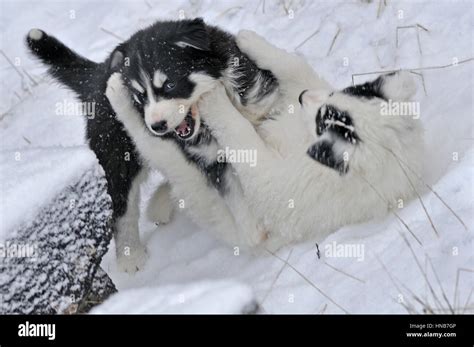 husky puppies playing in the snow, in Norway Stock Photo - Alamy