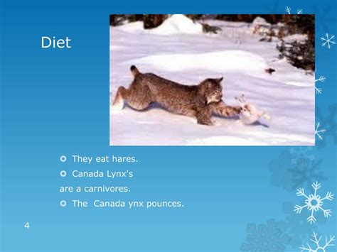 PPT - Canada Lynx. PowerPoint Presentation, free download - ID:2605041