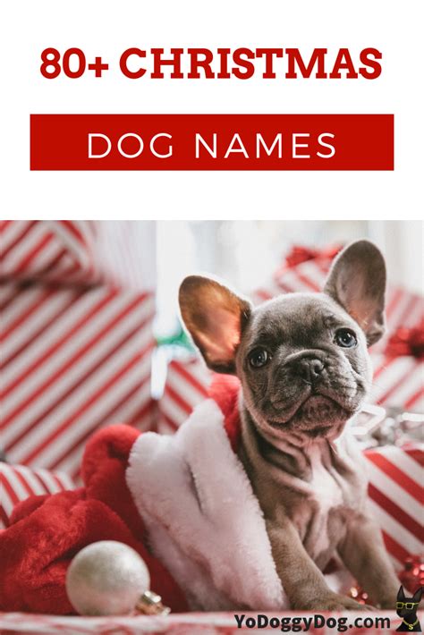 90+ Most Magical Christmas Names for Dogs + Pets (Female and Male) | YoCanine