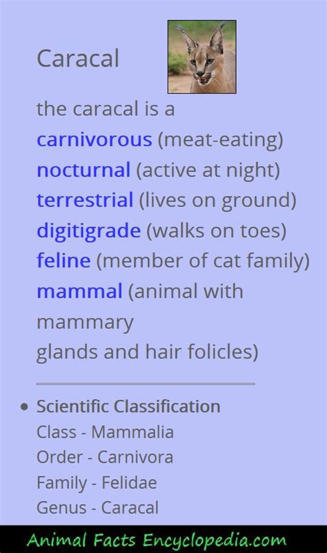 Caracal Facts - Animal Facts Encyclopedia