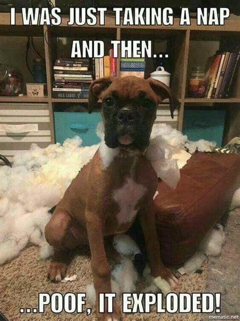 Boxer Memes With The Best Punchlines | Boxer puppies, Boxer dogs, Boxer ...