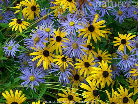 Nature Picture Library Black eyed susan (Rudbeckia fulgida var. sullivantii) 'Goldsturm' flowers ...