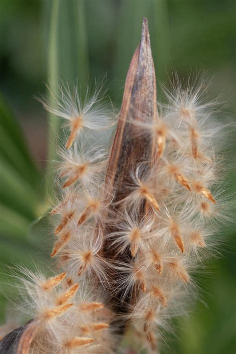 Oleander seeds Photograph by Avenue Des Images - Fine Art America