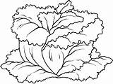 Lettuce Coloring Page At GetDrawings  Free Download sketch template