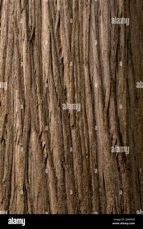 Coastal redwood tree bark hi-res stock photography and images - Alamy