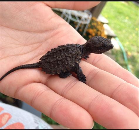 baby snapping turtle : r/Eyebleach