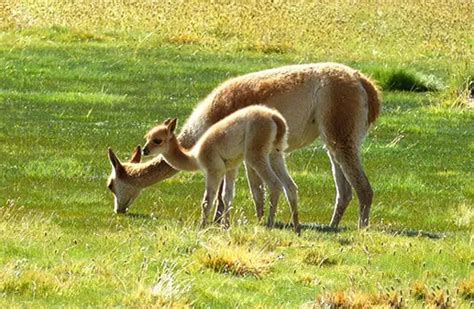 Vicuna - Description, Habitat, Image, Diet, and Interesting Facts