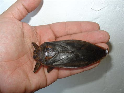 Bites Caused by Giant Water Bugs Belonging to Belostomatidae Family ...