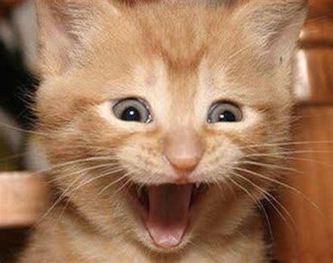 excited cat | Excited cat, Animal pictures, Cats