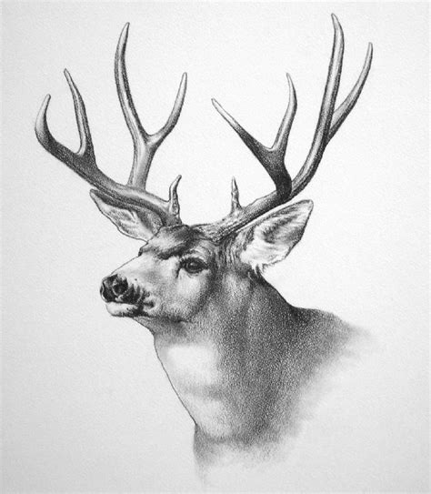 a drawing of a deer with antlers on it's head