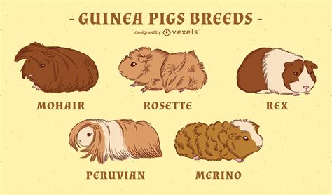 Guinea Pig Breeds Set Vector Download
