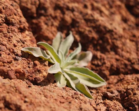 What Crops Grow Best In Volcanic Soil? - The Daily Farming