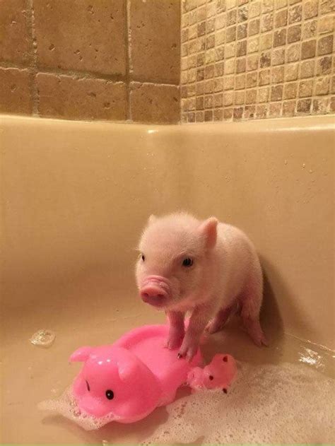 This squeaky clean piggy Cute Piglets, Cute Little Animals, Cute Funny Animals, Baby Piglets ...