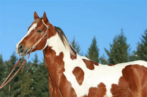 What Horses Have Spots? Breeds, Colors, And Patterns.