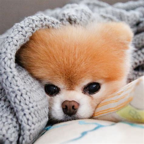 Pomeranian Boo Videos - Pets Lovers