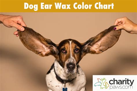 Dog Ear Wax Color Chart | Find Out What Each Color Means