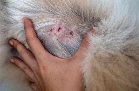 German Shepherd Skin Scabs: Everything You Need to Know