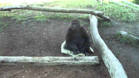 San Diego Zoo gorillas mating 11/2011. - YouTube