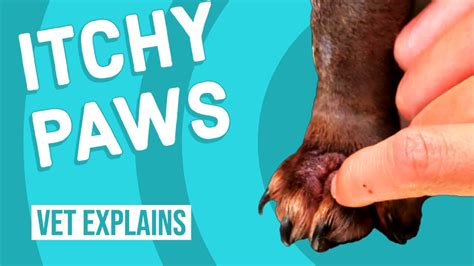 Itchy Paws from Seasonal Allergies | What to Do - YouTube