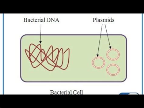 EPISOME VS PLASMID - YouTube