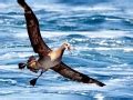 Black-footed Albatross – "OCEAN TREASURES" Memorial Library