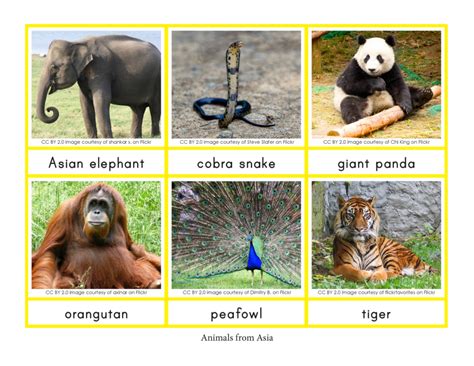 Animals and their Continents Sorting Cards - Gift of Curiosity
