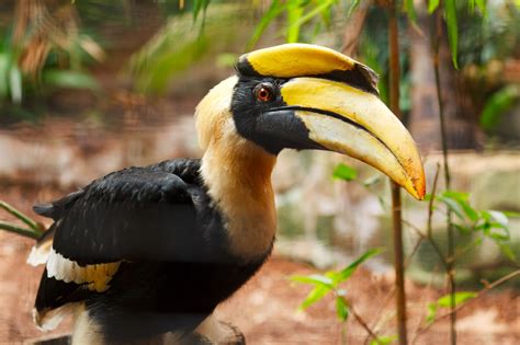 Great Hornbill Free Stock Photo - Public Domain Pictures