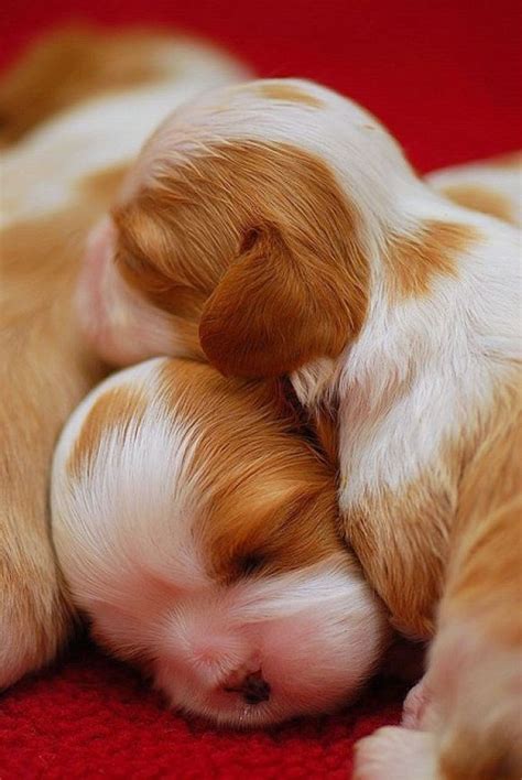 40 Incredibly Cute Baby Animal Pictures around the World | Cutest Puppy Pictures | Newborn ...