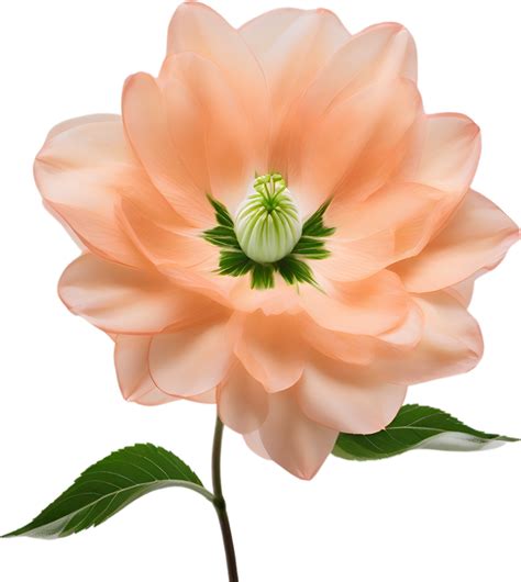 AI generated Peach color flower. Close-up glowing translucent peach color flower. 38511154 PNG