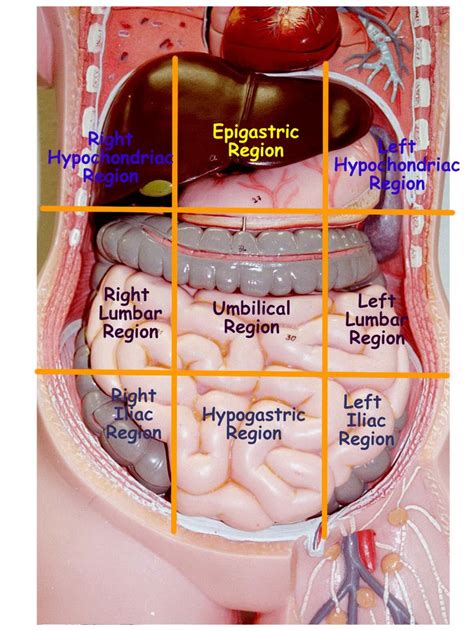 #abdominopelvic #quadrants #regions #more #andabdominopelvic regions and quadrants … | General ...