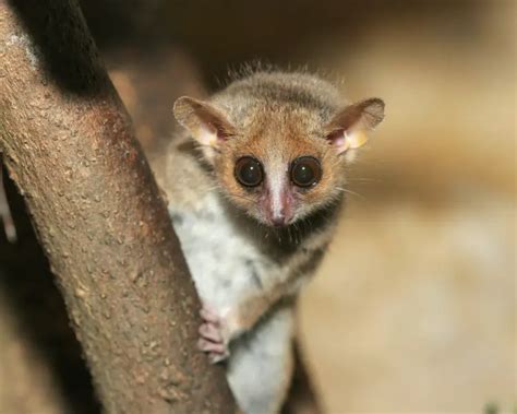 Gray Mouse Lemur - Facts, Diet, Habitat & Pictures on Animalia.bio