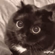 Big Eyed Cat Stare Cat GIF - Big Eyed Cat Stare Cat Giant Eye Cat ...