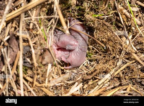 Field vole nest (Microtus agrestis) with three newborn animals, UK Stock Photo - Alamy