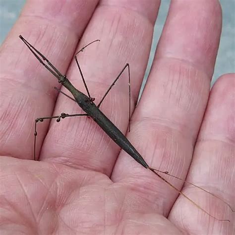 Water Scorpion Facts & Information (Nepidae) - Pond Informer