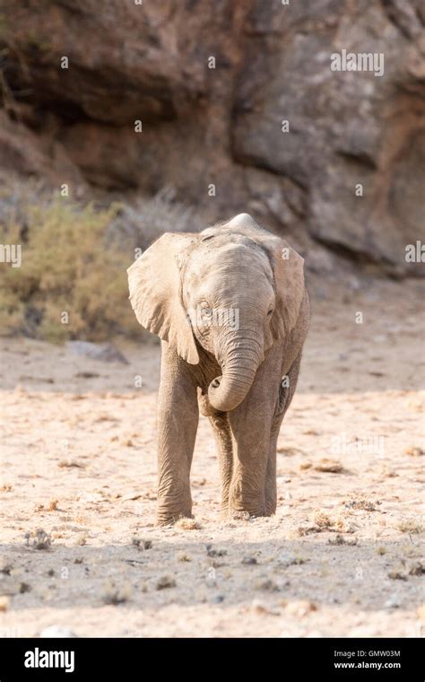 The desert-adapted elephants of Damaraland, Namibia. Elephant calf ...