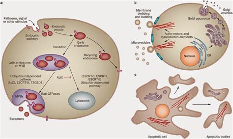 The emerging role of extracellular vesicles as biomarkers for ...