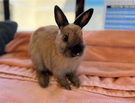 Who can resist cute bunnies Cinnamon and Aspen? – Orange County Register