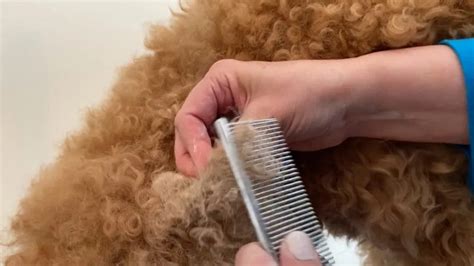 Cornstarch for Matted Dog Hair: A Heck of a Hack! - Happy-Go-Doodle®