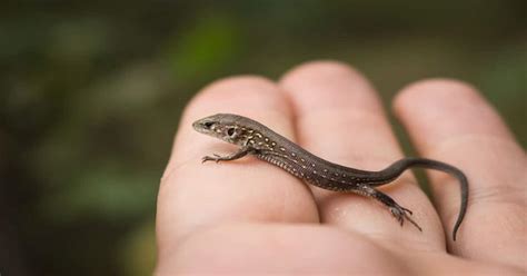 Types Of Small Pet Lizards