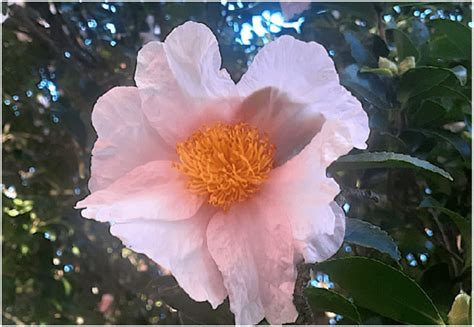 Closeup of a flower of Camellia japonica (Theaceae) show massed stamens ...