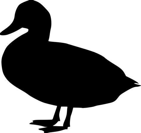 Mallard PNG Transparent Images - PNG All