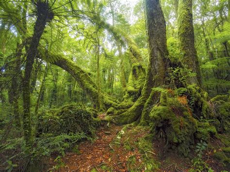 Lamington National Park | Parks and forests | Department of Environment, Science and Innovation ...