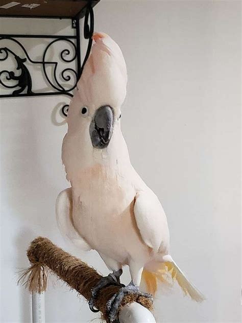 20 Yr old female moluccan cockatoo for sale