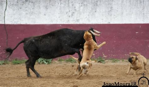 Bull-Baiting | Alano español, Perros de trabajo, Perros