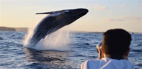 Whale Watching Photos | Ocean Extreme Gallery