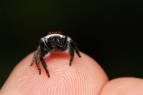 Pet Jumping Spider: Everything You Need To Know To Care For One