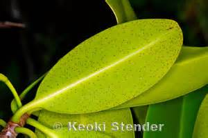 Red or American Mangrove, Rhizophora mangle